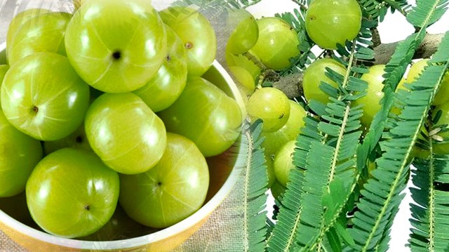 Due to its medicinal properties, amalki has a fair weight. Amalki not only builds immunity in the body, but also cures various ailments. The reason is that Amalki contains a lot of vitamin C from lemons (paper) and guava.