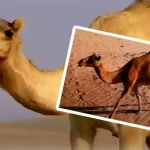 camel a special animal