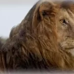 Lion conservation work was started