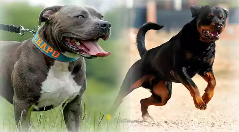 Ban on keeping pitbull dogs