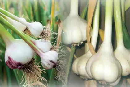 the cultivation time for garlic