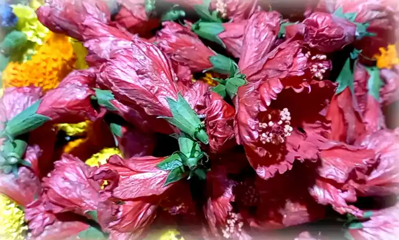 লাল রঙের রক্ত জবা কালীপুজোয় অপরিহার্য: